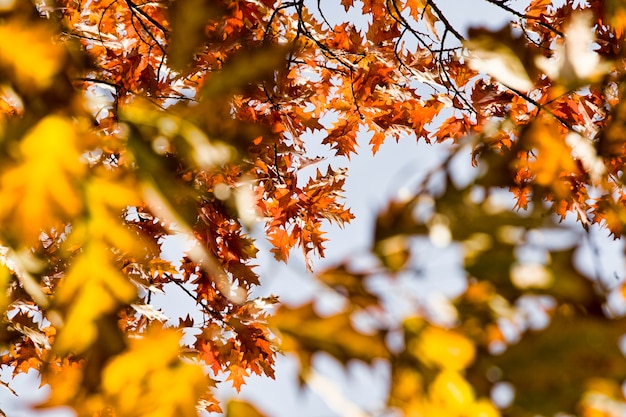 Follaje de roble en otoño