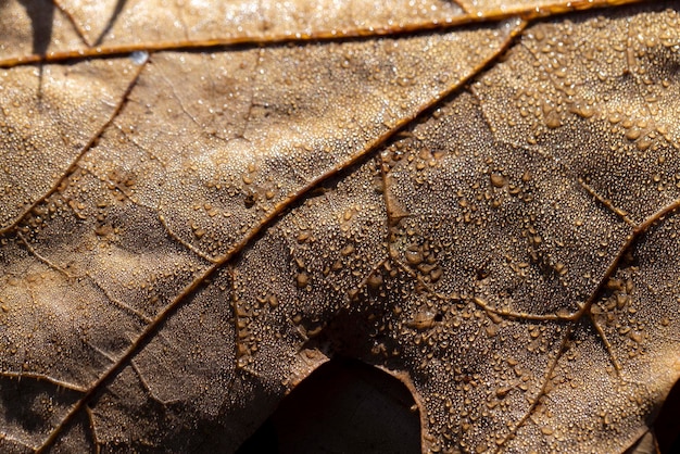 Follaje de roble seco anaranjado en la temporada de otoño