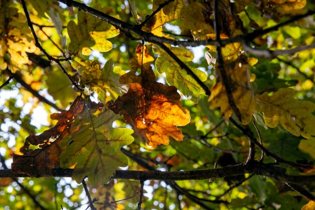 El follaje del roble se vuelve amarillo en otoño durante la caída de las hojas