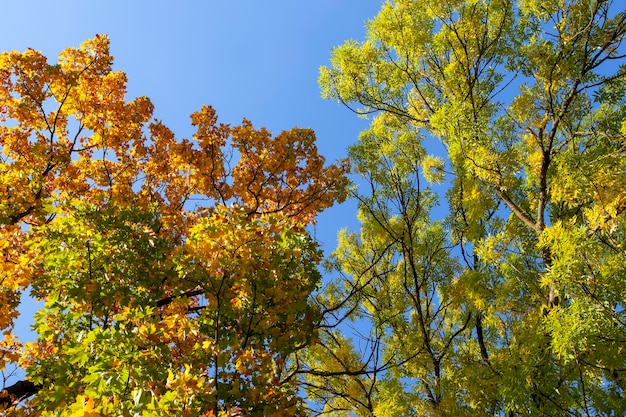 El follaje del roble se vuelve amarillo en otoño durante la caída de las hojas