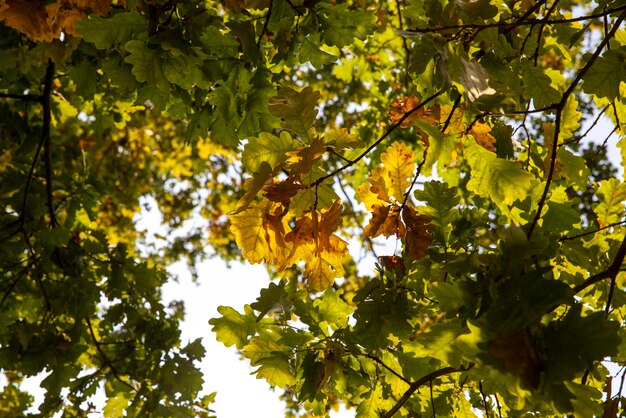 El follaje del roble se vuelve amarillo en otoño durante la caída de las hojas