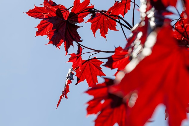 Follaje rojo en un árbol de arce en el verano del año.