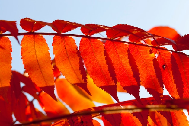 Follaje rojo de árboles en otoño, detalles de hojas