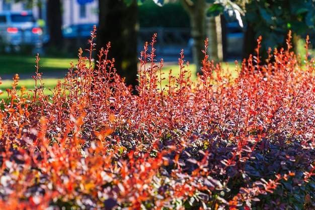Follaje rojo de la planta de agracejo bajo los rayos del sol a mediados de otoño textura de hojas rojas y verdes