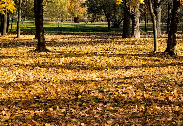 Follaje seco y caído de arces de hoja caduca en la temporada de otoño, naturaleza otoñal real por la tarde en tiempo soleado