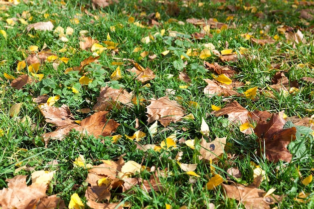 Follaje sobre hierba otoño