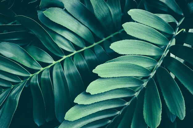 Follaje tropical, fondo de naturaleza verde oscuro