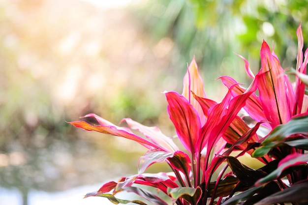 Follaje tropical rojo y fondo de naturaleza borrosa