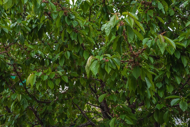 Follaje verde de arándanos con gotas de rocío Primer plano Gotas de rocío frescas sobre hojas verdes