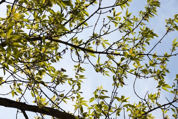 Follaje verde de los árboles en la temporada de primavera.