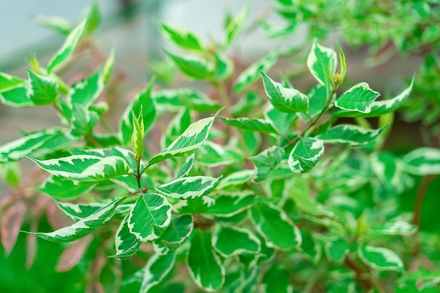 El follaje verde del arbusto Deren es blanco, una planta del género cornejo. La especie vegetal es originaria de Siberia. Enfoque selectivo