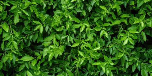 El follaje verde exuberante crea una hermosa textura Fondo Bosque natural Patrón de vegetación Ilustración generativa de IA