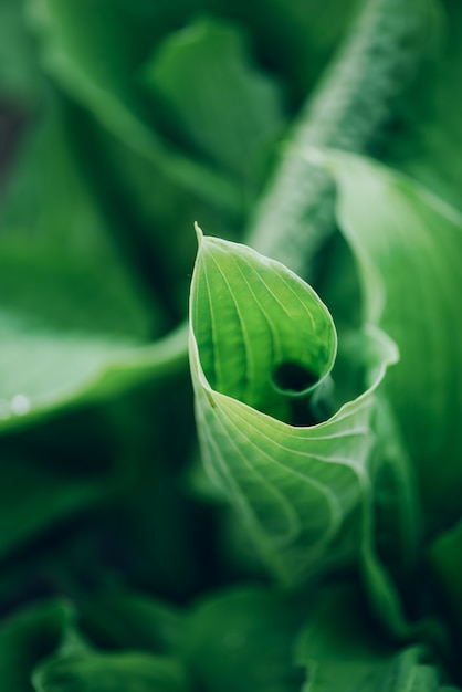 Follaje verde fresco. Hojas