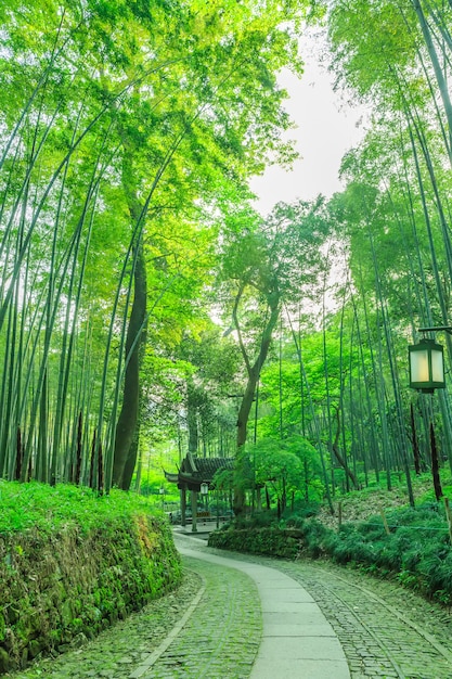 Follaje verde hoja japón china