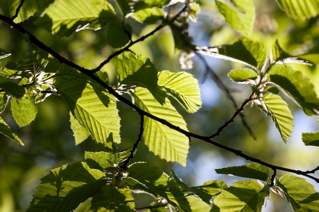 Follaje verde joven en el cangrejo en la temporada de primavera