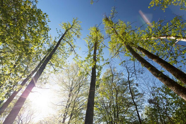 Follaje verde joven en diferentes tipos de árboles