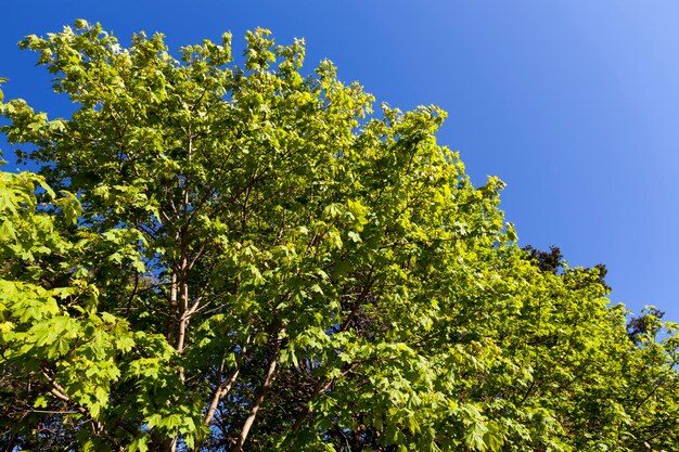 Follaje verde joven en diferentes tipos de árboles