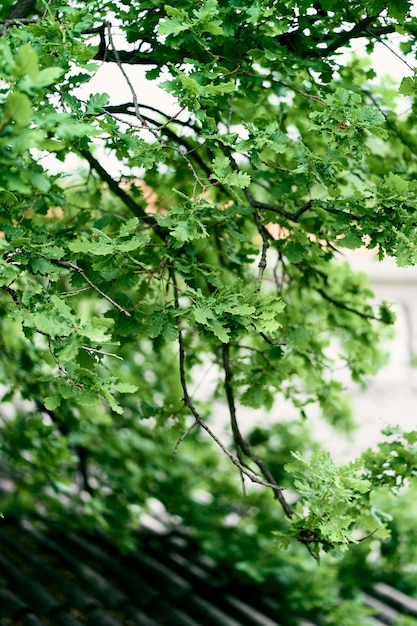 Follaje verde joven en ramas de roble en primavera