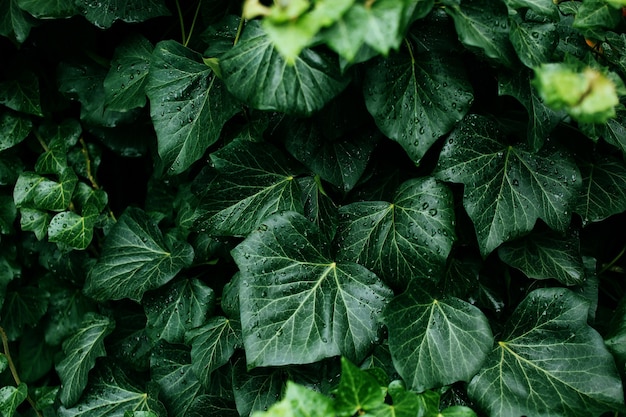 Follaje verde oscuro de una planta sana con gotas de lluvia. Hoja verde con gotas de agua para el fondo