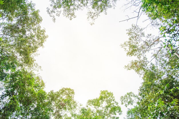 Follaje verde sobre fondo de cielo azul