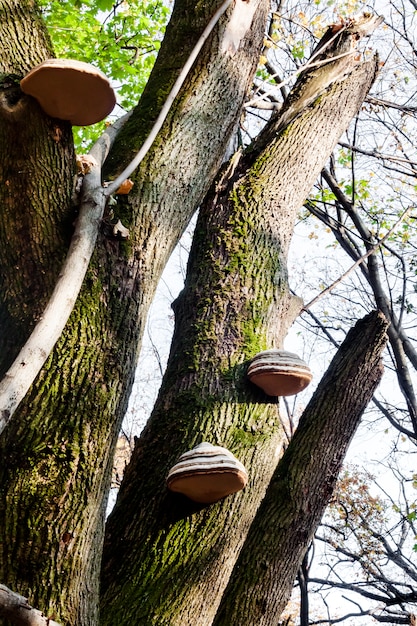 Fomes fomentarius (allgemein als Zunderpilz bekannt) auf lebendem Baumstamm im Herbstwald