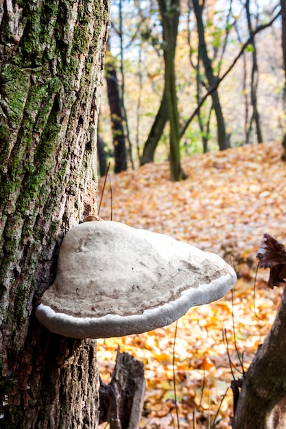 Fomes fomentarius (comúnmente conocido como el hongo tinder) en un árbol vivo en el bosque de otoño