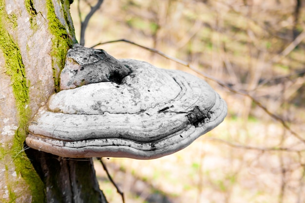 Fomes fomentarius (comúnmente conocido como el hongo tinder) en el árbol vivo