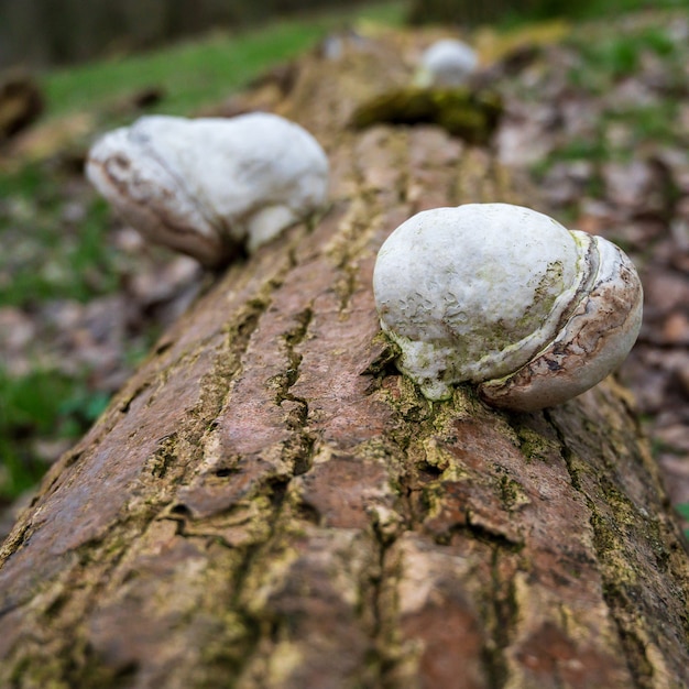 Fomes fomentarius o conocido como el hongo yesca