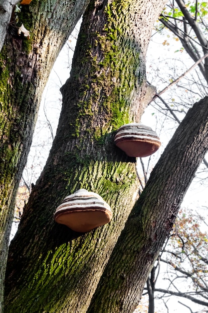 Fomes fomentarius (vulgarmente conhecido como fungo pavio) no tronco de uma árvore viva na floresta de outono