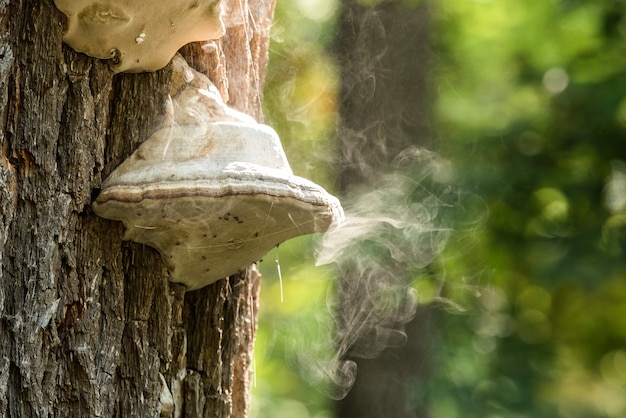 Fomes fomento Polyporus três cogumelos de pólvora liberando cogumelo de fumaça no tronco da árvore