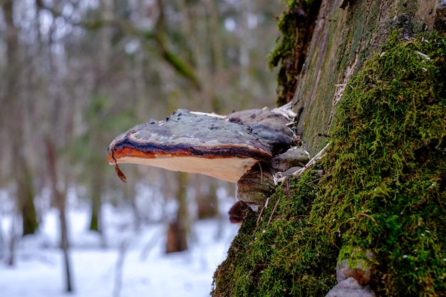 Fomitopsis pinicola ist ein Stammfäulepilz, der auf Weichholz- und Hartholzbäumen verbreitet ist. Sein Conk-Fruchtkörper ist als Redbelted Conk bekannt