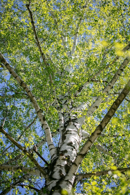 Fondo de un abedul blanco vertical en primavera con hojas jóvenes fotografiadas desde abajo