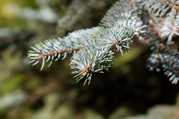 Fondo de abeto azul Árbol de coníferas Naturaleza Navidad Año Nuevo concepto estacional