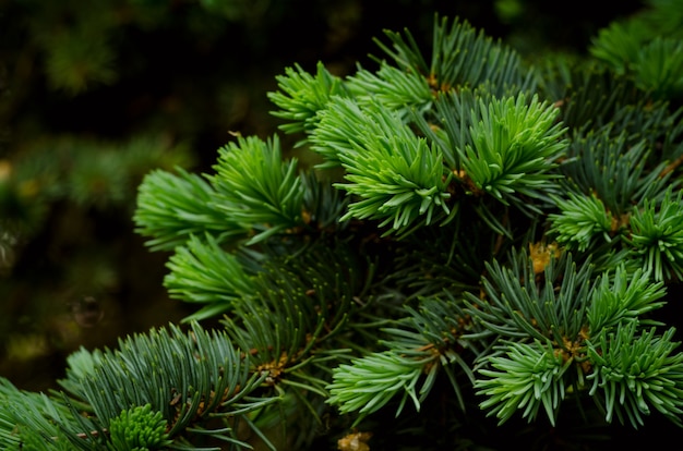 Fondo de abeto de cerca telón de fondo enfocado suave con ramas de árboles de Navidad