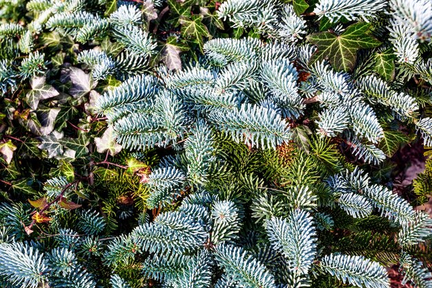 Fondo de abeto. Rama de abeto azul y hojas de hiedra. Tiempo de Navidad