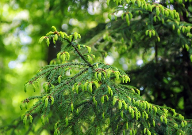 Fondo de abeto verde Árbol de coníferas Enfoque selectivo