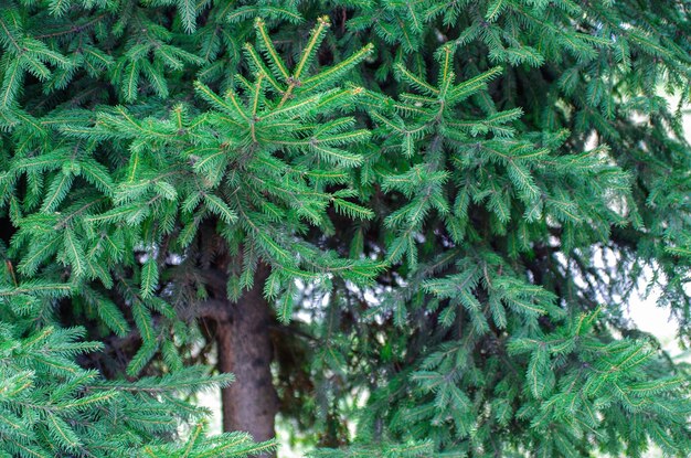 Fondo de abeto verde Árbol de coníferas Enfoque selectivo