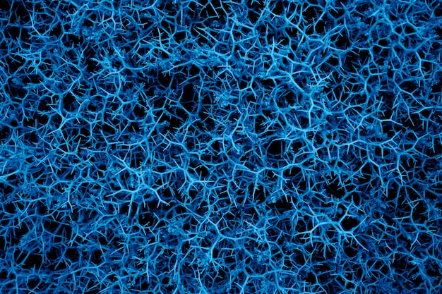Foto fondo abstracto en color azul del color de la visión general del año 2020 arbusto con espinas
