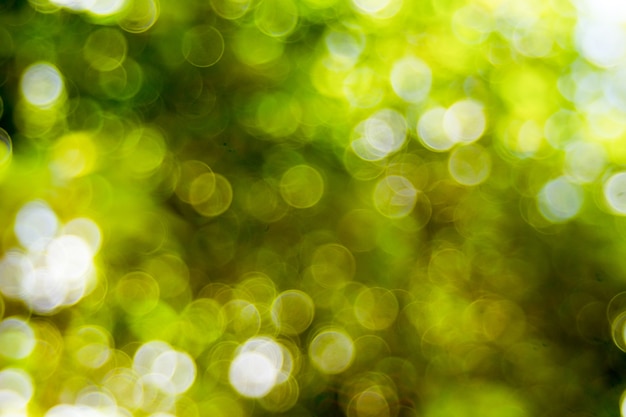 Foto fondo abstracto defocus bokeh luz hecha de estilo de bosque