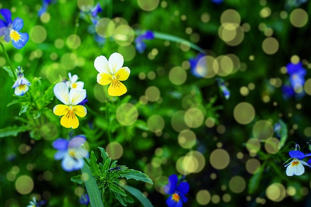 Fondo abstracto - flores sobre un fondo verde desenfocado