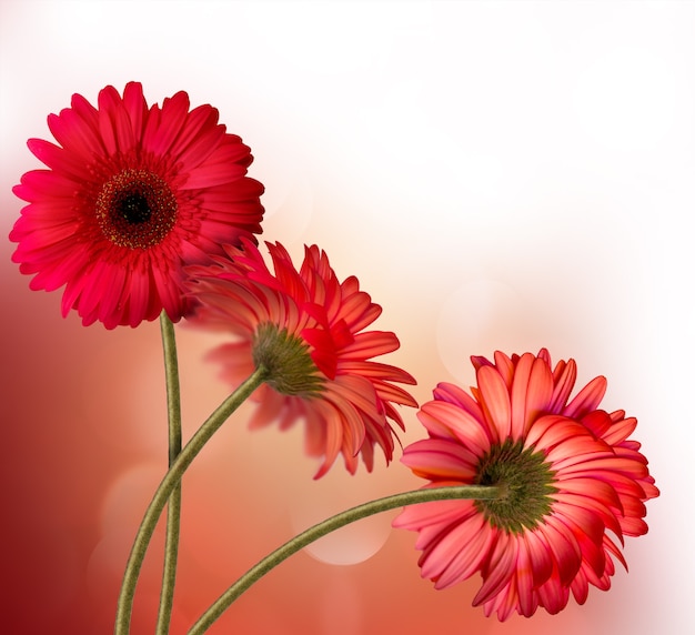 Fondo abstracto con hermosas flores de gerbera roja