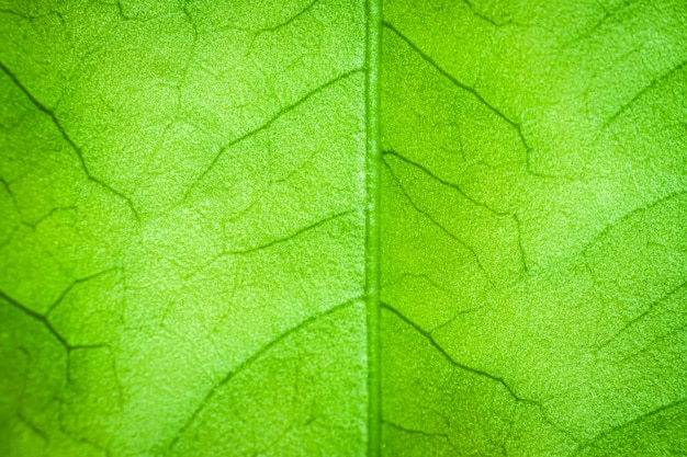 Foto fondo abstracto de hoja verde para textura