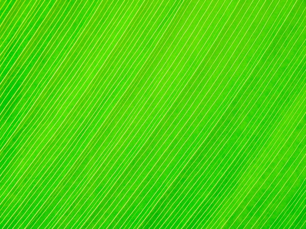 Fondo abstracto de la hoja verde de la textura