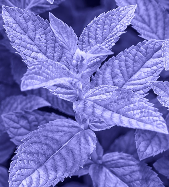 Fondo abstracto con hojas de menta joven entonado en color Very Peri - color del año 2022.