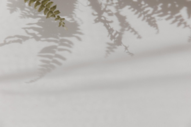 Fondo abstracto de hojas de palma de sombras en una pared blanca Sombras de hojas tropicales