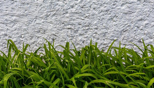 Fondo abstracto de hojas verdes de lirio de día y hormigón blanco