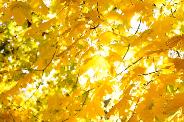 Fondo abstracto mirando hacia arriba a través de coloridas hojas amarillas de otoño o de otoño que crecen en un árbol contra el sol