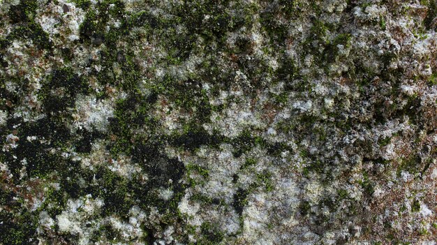fondo abstracto de musgo que crece en una roca que se asemeja a la nieve