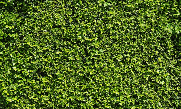 Foto fondo abstracto natural de pared de hoja verde