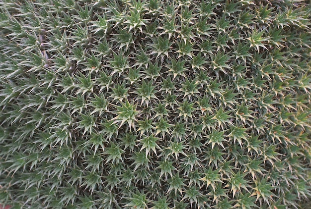 Fondo abstracto de la naturaleza. Primer plano de aloe. Textura verde oscuro